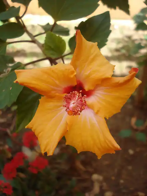 13.- Hibiscus rosa-sinensis- Paco Pérez
