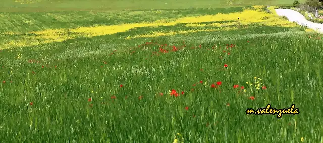 02, amapolas en campos de cebeda, marca