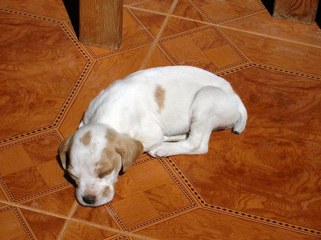 Buffy durmiendo