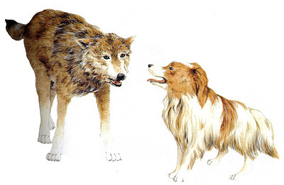 Lobo y perro Lobo y perro