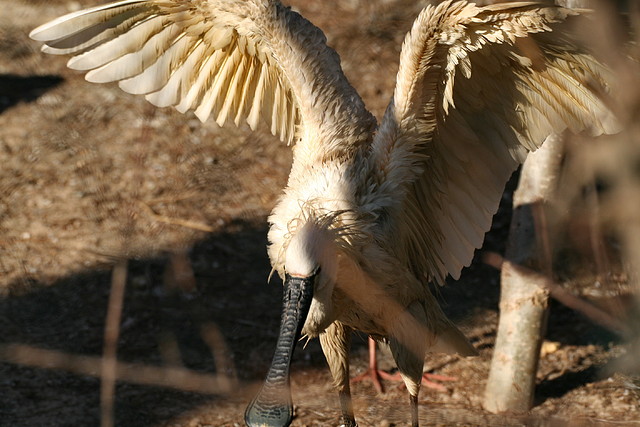 Zoo de Barcelona 01-03-11 162 Zoo de Barcelona 01-03-11 162