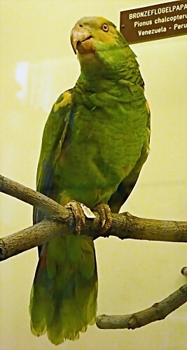 Amazona barbadensis Amazona barbadensis