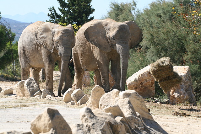 Zoo Lunaret + Sigean 18 i 19-09-10 1850 Zoo Lunaret + Sigean 18 i 19-09-10 1850