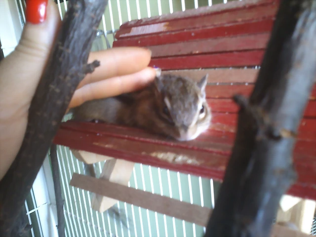 ardi Cosita ardi Cosita
