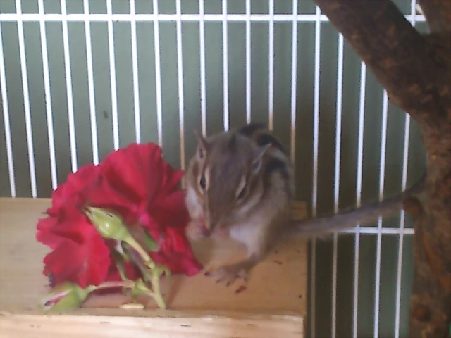ardi Cosita con flor ardi Cosita con flor