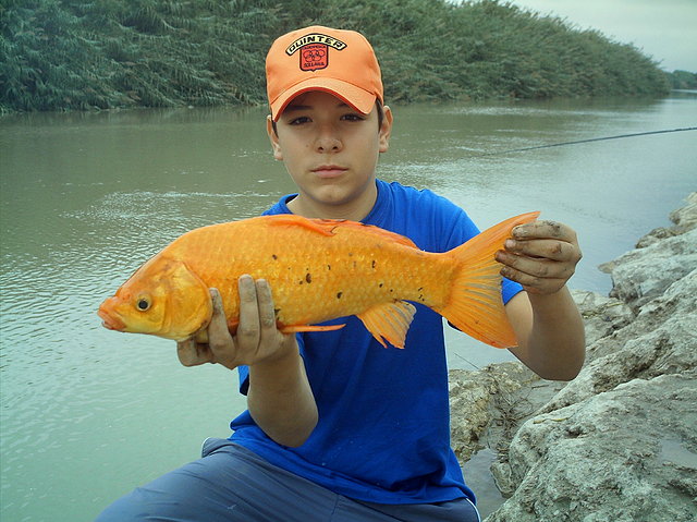 CARPON ROJO OTRA VEZ JEJ