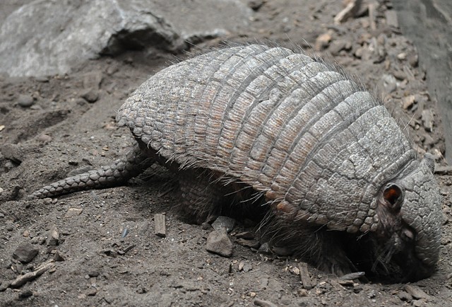 ARMADILLO PELUDO