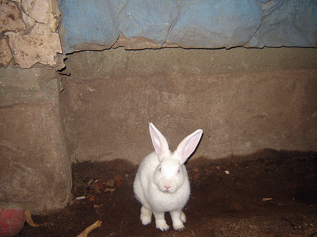 CONEJO CONEJO