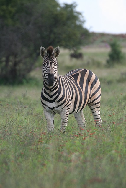 Rietvlei Nature Reserve 7-02-09 408 Rietvlei Nature Reserve 7-02-09 408