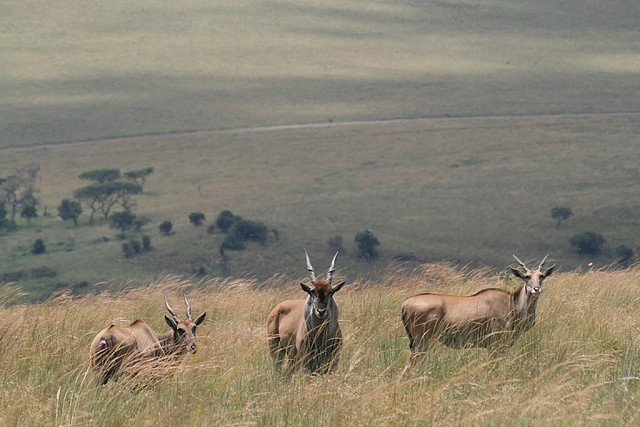 Kgaswane Nature Reserve 14-02-09 275 Kgaswane Nature Reserve 14-02-09 275