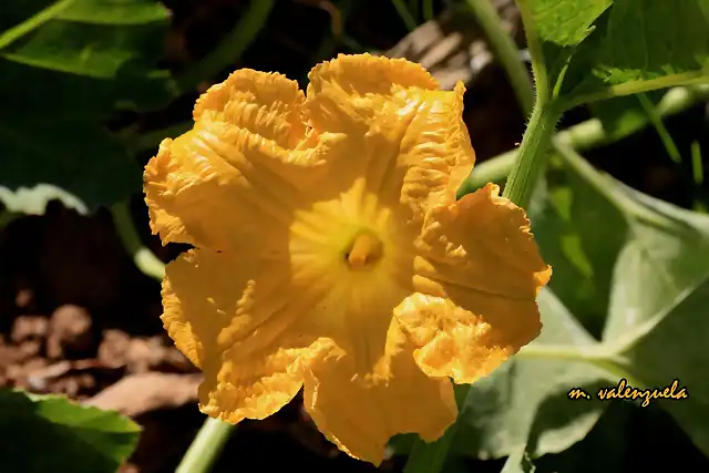 014, flor de calabaza, marca