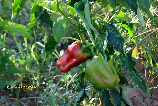 008, pimientos rojos, marca