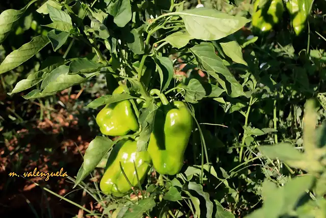 007, pimientos verdes, marca