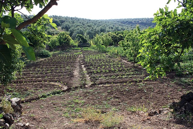 tabla de la huerta