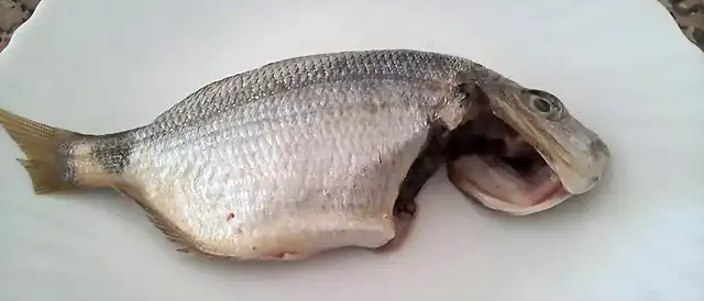 Mojarra limpia de entraas