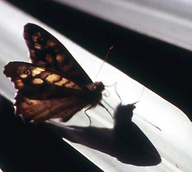 mariposa