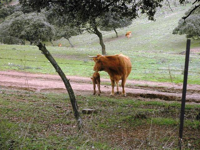 004, encontrado con la luz