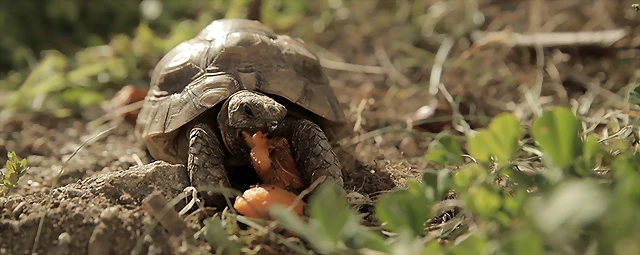Testudo graeca comiendo-mini Testudo graeca comiendo-mini