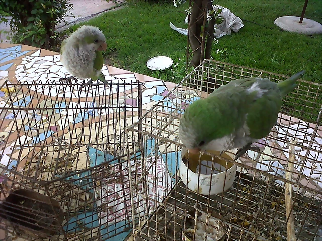 dani 009 dani 009