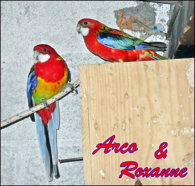 Multicolor Macho y Hembra roja opalina Multicolor Macho y Hembra roja opalina
