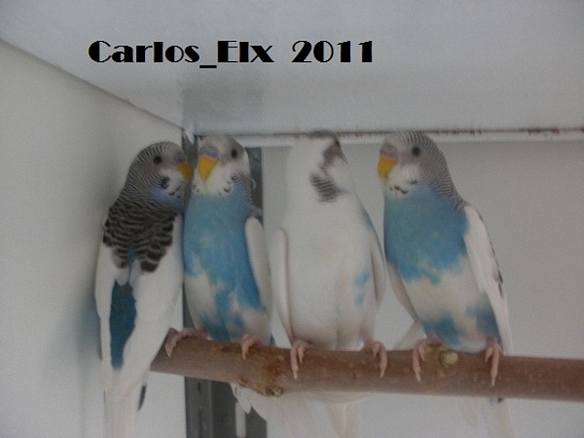 los 4 16-4-11 los 4 16-4-11
