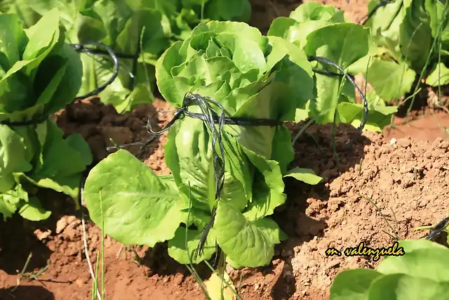 12, lechuga atada, marca