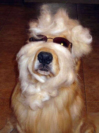 Golden peludo