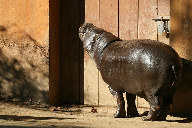 Zoo de Barcelona 23-01-11 854 Zoo de Barcelona 23-01-11 854