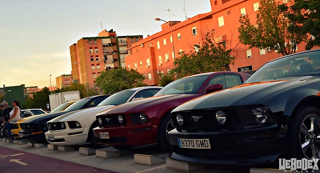DSC_0981 DSC_0981