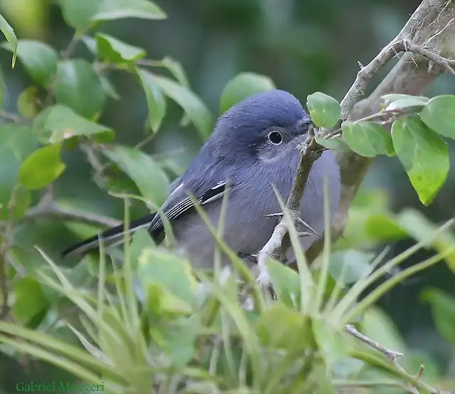 Polioptila