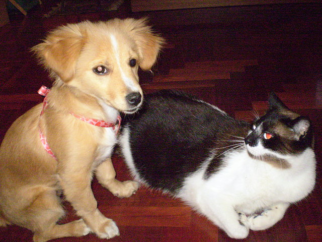 Lucy y el gato Alex