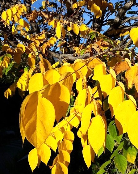 Gymnocladus dioicus-Catherine Moravec Gymnocladus dioicus-Catherine Moravec