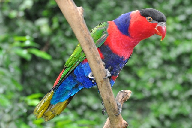 LORI DE CABEZA NEGRA, ASIA