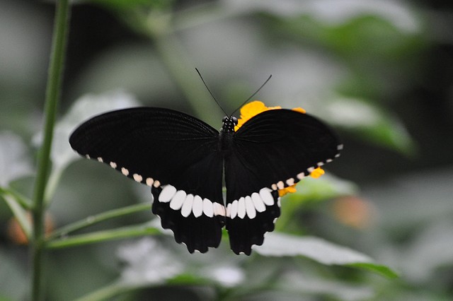 PAPILIO MORMON COM?N