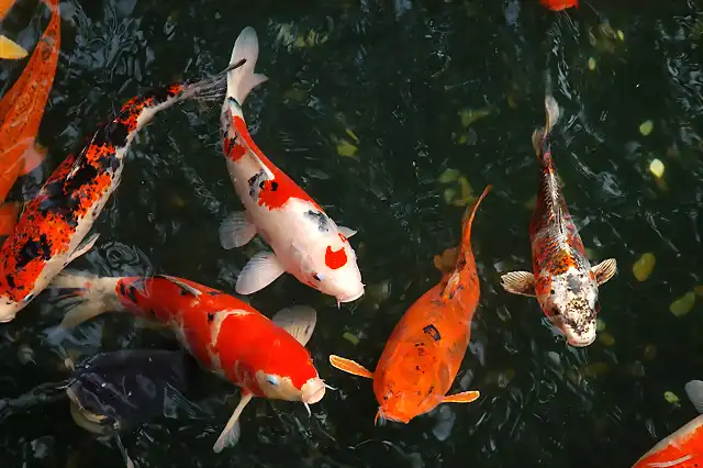 Peces Koi