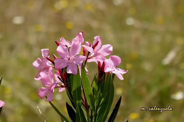 03, ADELFA EN FLOR, MARCA 2