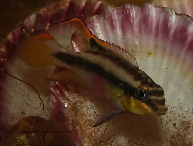 Pelvicachromis pulcher 2 (10-5-23 Zaragoza) Pelvicachromis pulcher 2 (10-5-23 Zaragoza)