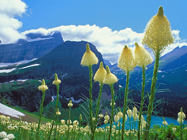 Beargrass_-_National_Park,_Montana