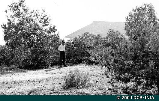 MU-0464 Plantaci?n de pino carrasco junto a la carretera de Escombreras. Repoblaciones en consorcio con la Marina de Guerra 1958