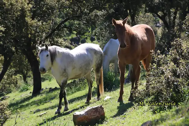 16, caballos junto al camino, marca