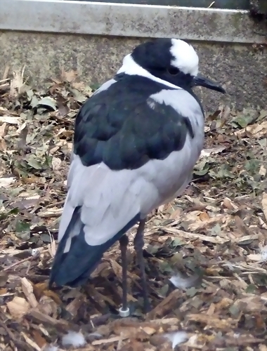 Vanellus armatus 2 (21-9-18 Best zoo) Vanellus armatus 2 (21-9-18 Best zoo)