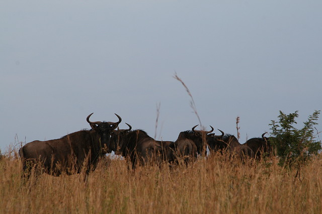 Ithala Game Reserve 1-05-09 236 Ithala Game Reserve 1-05-09 236