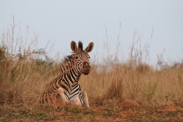Ithala Game Reserve 1-05-09 256 Ithala Game Reserve 1-05-09 256