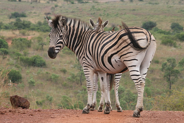 Ithala Game Reserve 1-05-09 187 Ithala Game Reserve 1-05-09 187