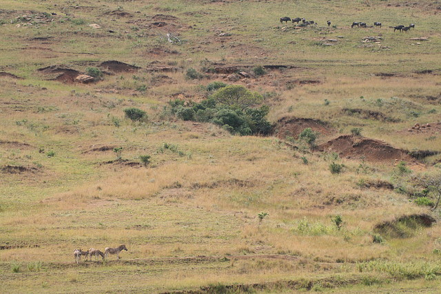 Ithala Game Reserve 1-05-09 339 Ithala Game Reserve 1-05-09 339