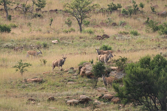 Ithala Game Reserve 1-05-09 332 Ithala Game Reserve 1-05-09 332