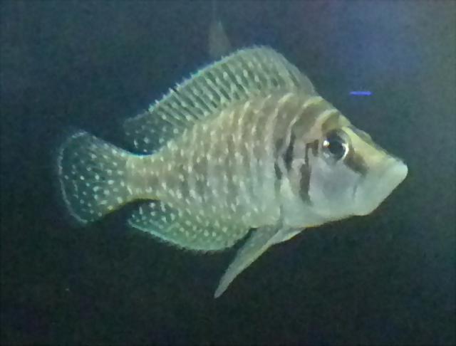 Altolamprologus calvus 1 Altolamprologus calvus 1