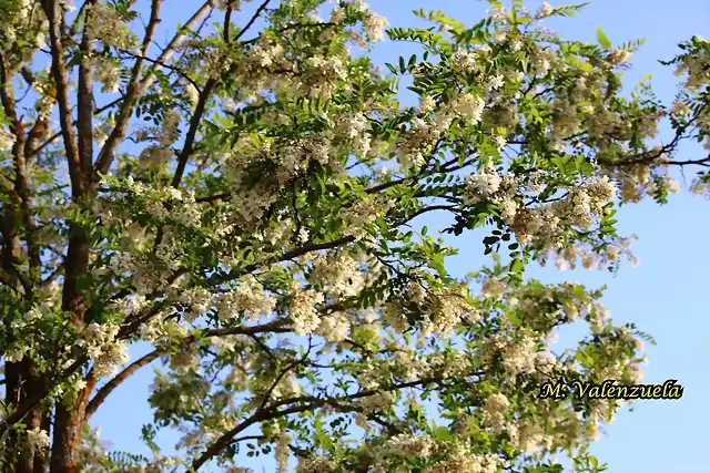 05, rbol en flor, marca