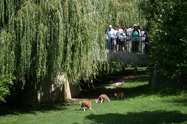Beauval agost 2010 641 Beauval agost 2010 641
