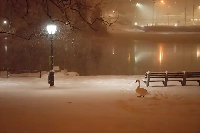 04, cisne en la nieve en Central Park